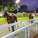 chevaux au rond de présentation